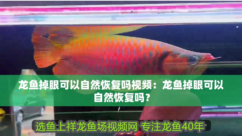 龍魚掉眼可以自然恢復嗎視頻：龍魚掉眼可以自然恢復嗎？