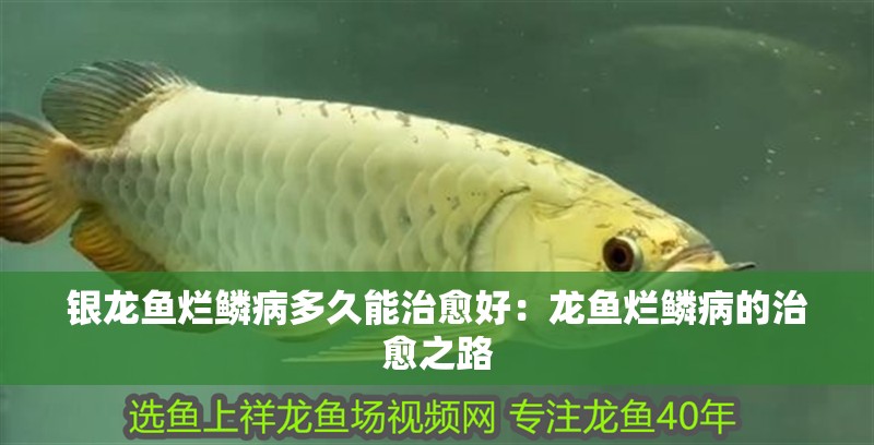 銀龍魚爛鱗病多久能治愈好：龍魚爛鱗病的治愈之路