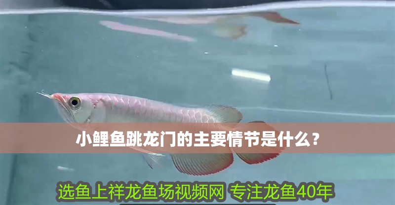 小鯉魚跳龍門的主要情節是什么？
