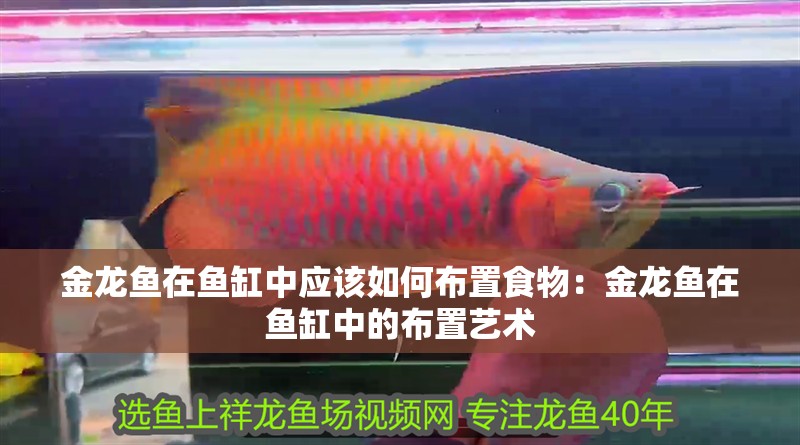 金龍魚在魚缸中應該如何布置食物：金龍魚在魚缸中的布置藝術