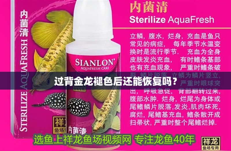 過背金龍褪色后還能恢復嗎？