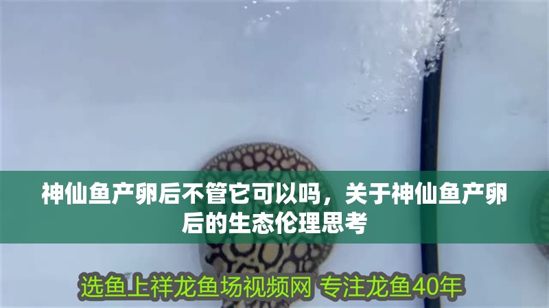 神仙魚產卵后不管它可以嗎，關于神仙魚產卵后的生態倫理思考