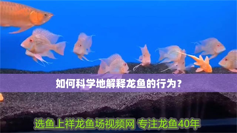 如何科學地解釋龍魚的行為？