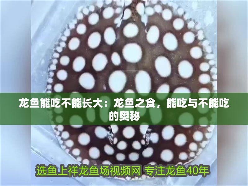 龍魚能吃不能長大：龍魚之食，能吃與不能吃的奧秘