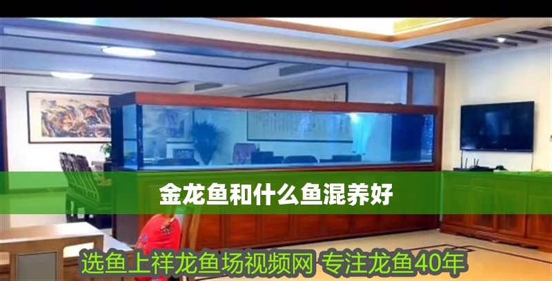 金龍魚和什么魚混養(yǎng)好