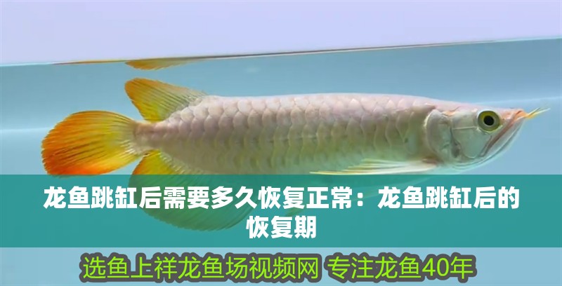 龍魚跳缸后需要多久恢復正常：龍魚跳缸后的恢復期