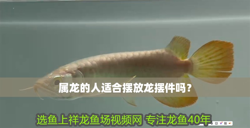 屬龍的人適合擺放龍擺件嗎？