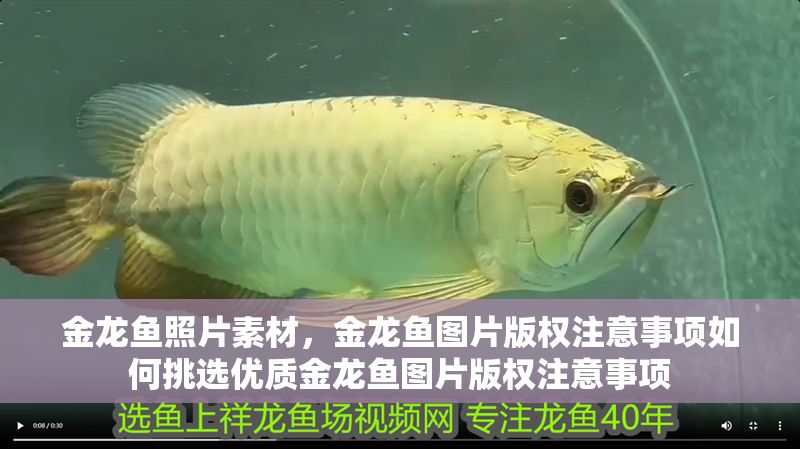金龍魚照片素材，金龍魚圖片版權(quán)注意事項如何挑選優(yōu)質(zhì)金龍魚圖片版權(quán)注意事項
