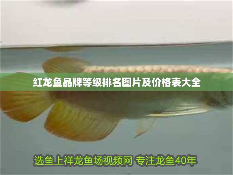紅龍魚品牌等級排名圖片及價格表大全