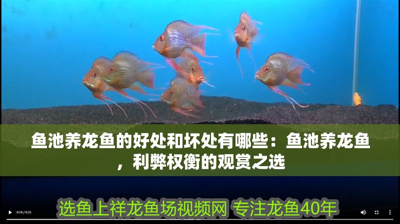 魚池養龍魚的好處和壞處有哪些：魚池養龍魚，利弊權衡的觀賞之選
