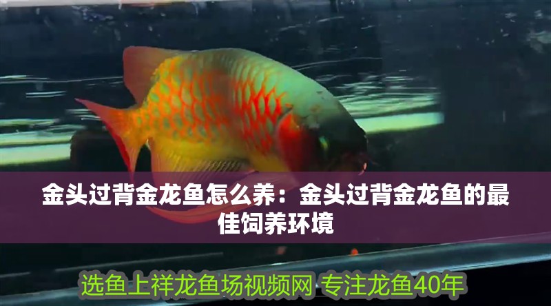 金頭過背金龍魚怎么養：金頭過背金龍魚的最佳飼養環境