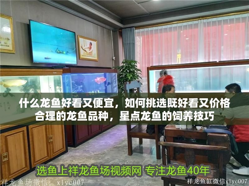 什么龍魚好看又便宜，如何挑選既好看又價格合理的龍魚品種，星點龍魚的飼養技巧