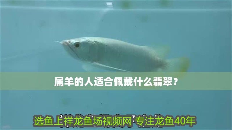 屬羊的人適合佩戴什么翡翠？