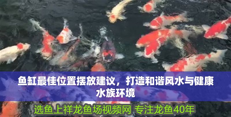 魚缸最佳位置擺放建議，打造和諧風水與健康水族環境