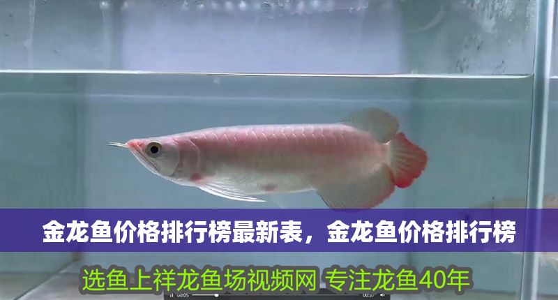 金龍魚價格排行榜最新表，金龍魚價格排行榜