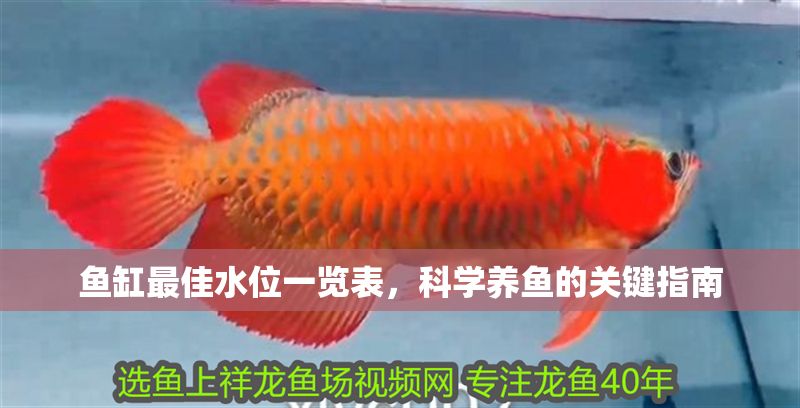 魚缸最佳水位一覽表，科學(xué)養(yǎng)魚的關(guān)鍵指南