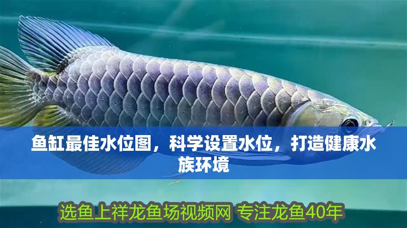 魚缸最佳水位圖,科學設置水位,打造健康水族環(huán)境 龍魚百科 第1張 魚缸最佳水位圖,科學設置水位,打造健康水族環(huán)境 魚缸最佳水位圖,科學設置水位,打造健康水族環(huán)境 龍魚百科 第1張