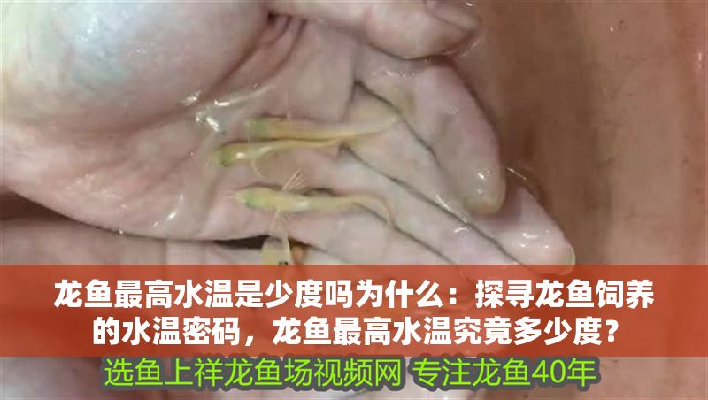 龍魚最高水溫是少度嗎為什么：探尋龍魚飼養(yǎng)的水溫密碼，龍魚最高水溫究竟多少度？