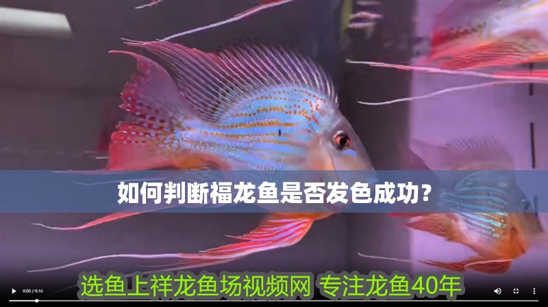 如何判斷福龍魚是否發色成功？