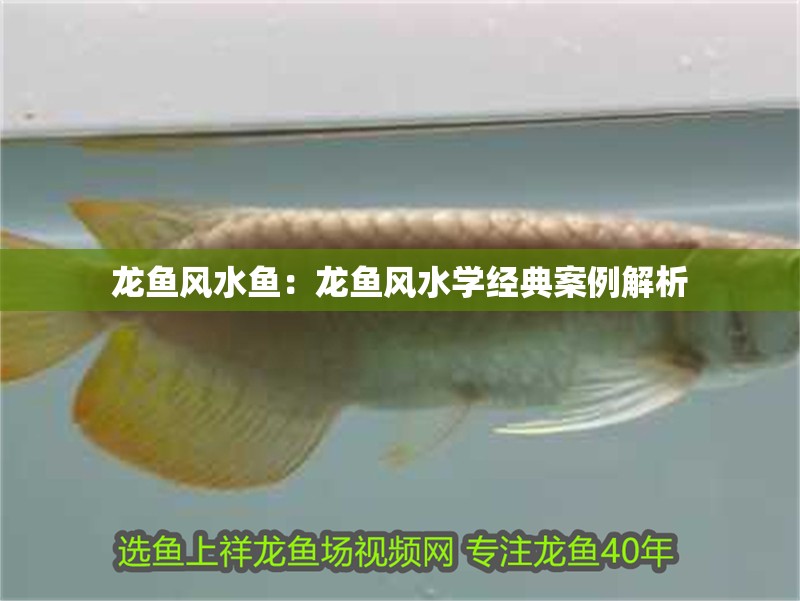 龍魚風水魚：龍魚風水學經典案例解析