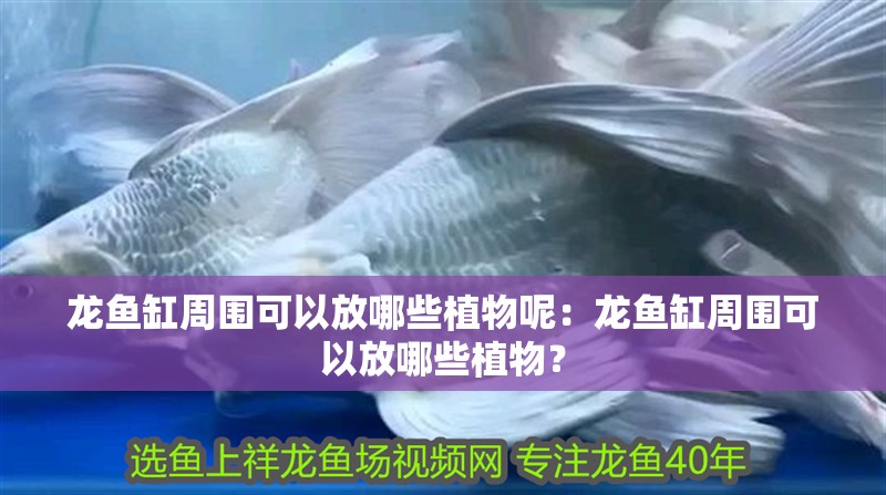 龍魚缸周圍可以放哪些植物呢：龍魚缸周圍可以放哪些植物？