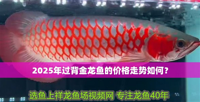 2025年過背金龍魚的價格走勢如何？