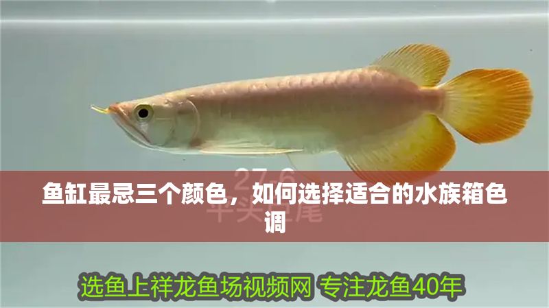 魚缸最忌三個顏色，如何選擇適合的水族箱色調