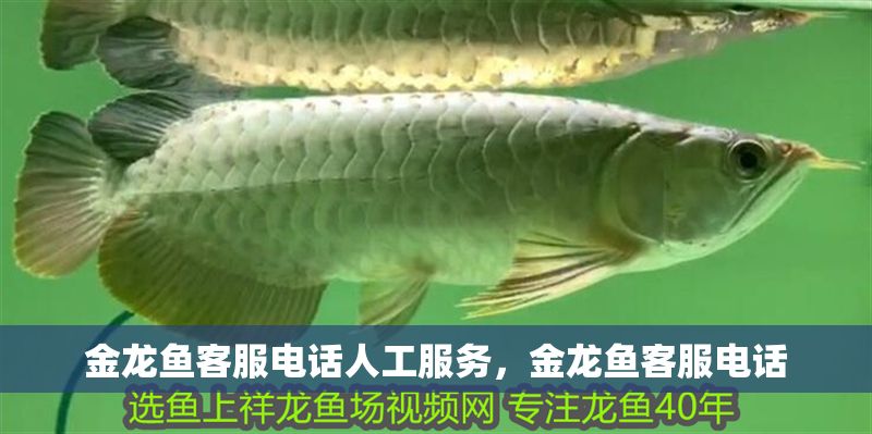 金龍魚客服電話人工服務，金龍魚客服電話