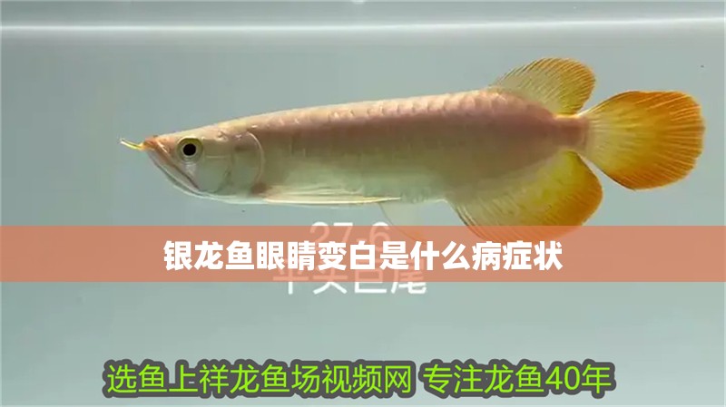 銀龍魚眼睛變白是什么病癥狀
