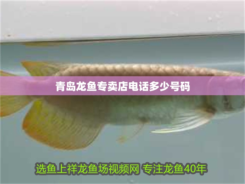 青島龍魚專賣店電話多少號碼