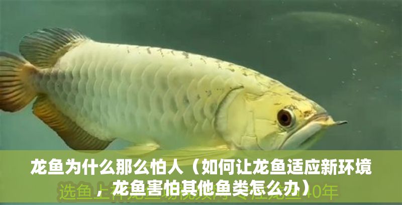 龍魚為什么那么怕人（如何讓龍魚適應新環(huán)境，龍魚害怕其他魚類怎么辦）