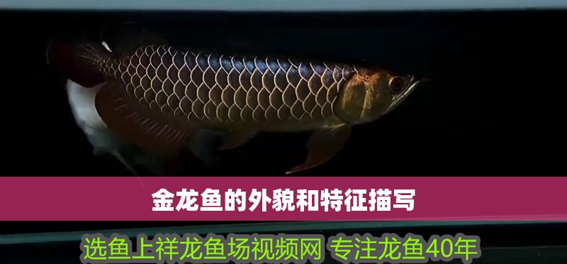 金龍魚(yú)的外貌和特征描寫(xiě)