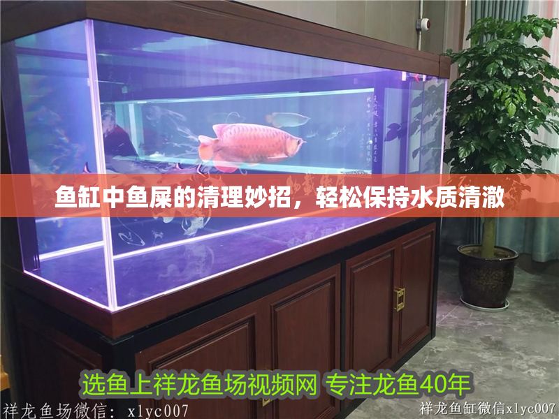 魚缸中魚屎的清理妙招，輕松保持水質(zhì)清澈