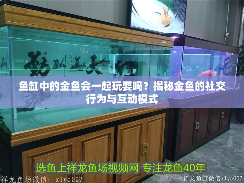 魚缸中的金魚會一起玩耍嗎？揭秘金魚的社交行為與互動模式