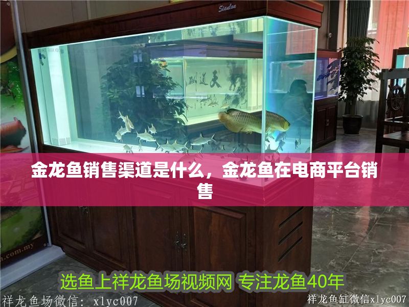 金龍魚銷售渠道是什么，金龍魚在電商平臺銷售