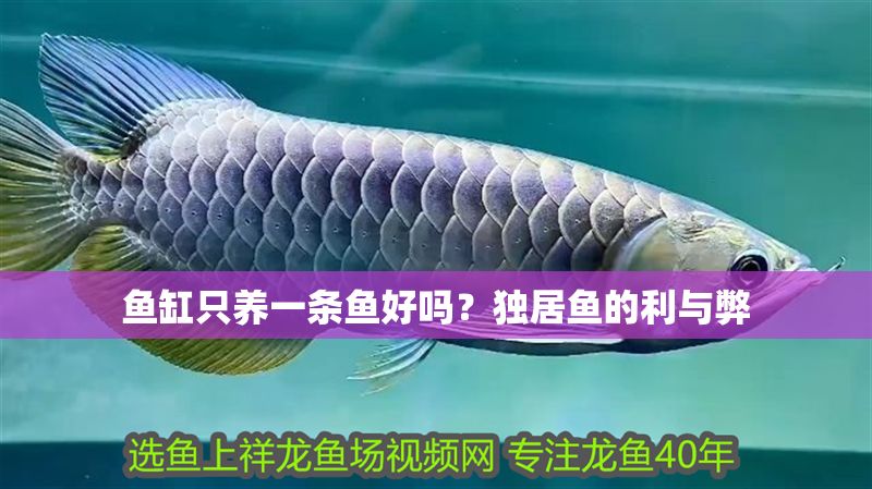 魚缸只養一條魚好嗎？獨居魚的利與弊