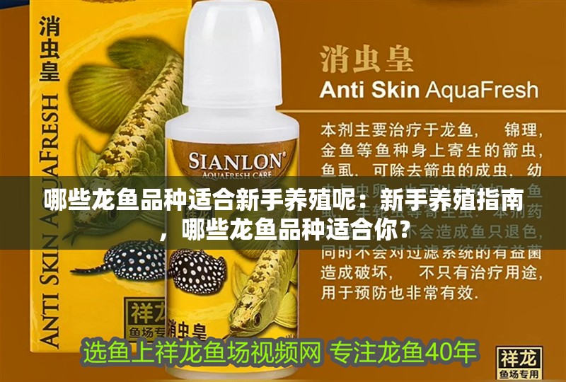 哪些龍魚品種適合新手養殖呢：新手養殖指南，哪些龍魚品種適合你？