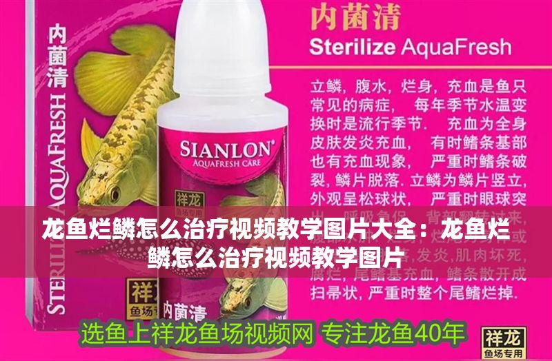 龍魚爛鱗怎么治療視頻教學圖片大全：龍魚爛鱗怎么治療視頻教學圖片