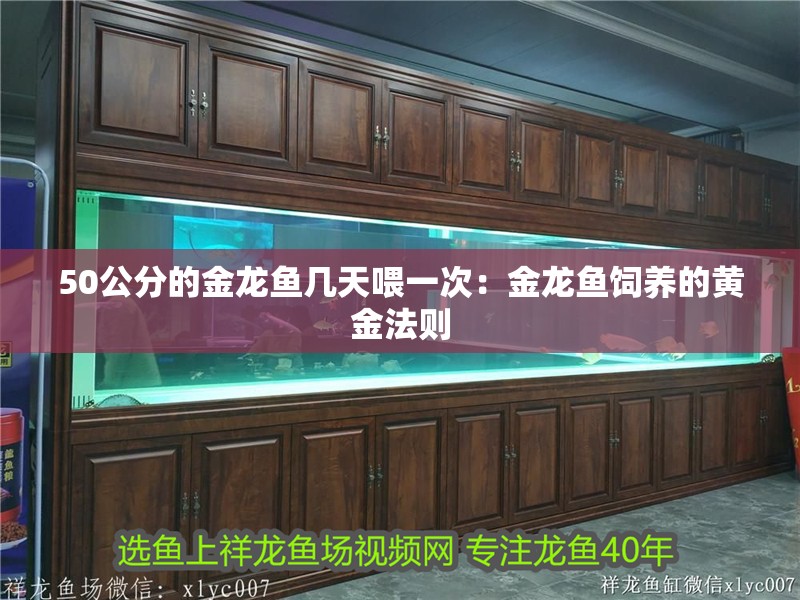 50公分的金龍魚幾天喂一次：金龍魚飼養的黃金法則
