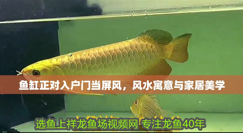 魚缸正對入戶門當屏風，風水寓意與家居美學