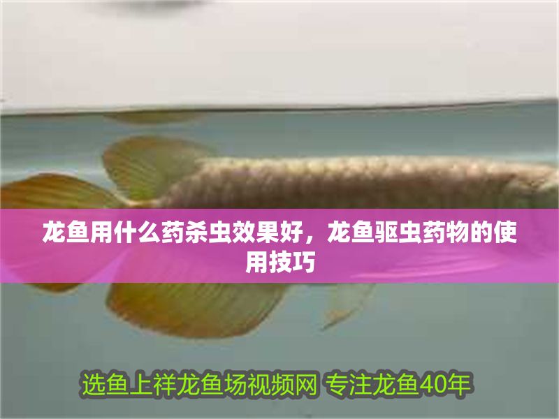龍魚用什么藥殺蟲效果好，龍魚驅蟲藥物的使用技巧