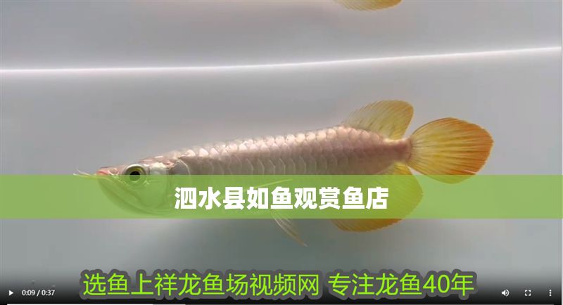 <strong><mark>泗水</mark></strong>縣如魚觀賞魚店