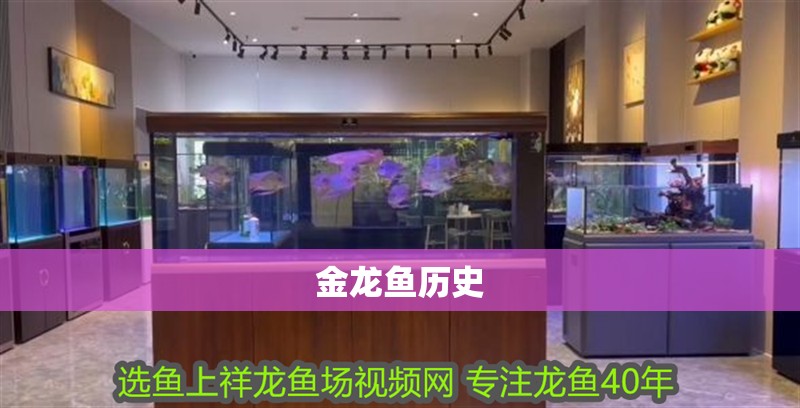 金龍魚歷史