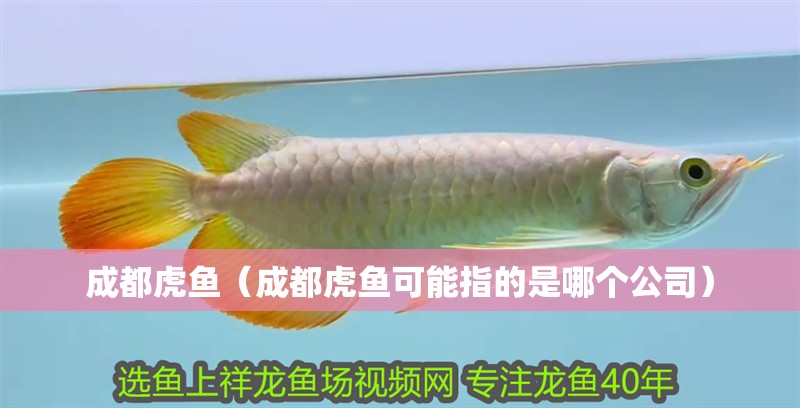 成都虎魚（成都虎魚可能指的是哪個公司）