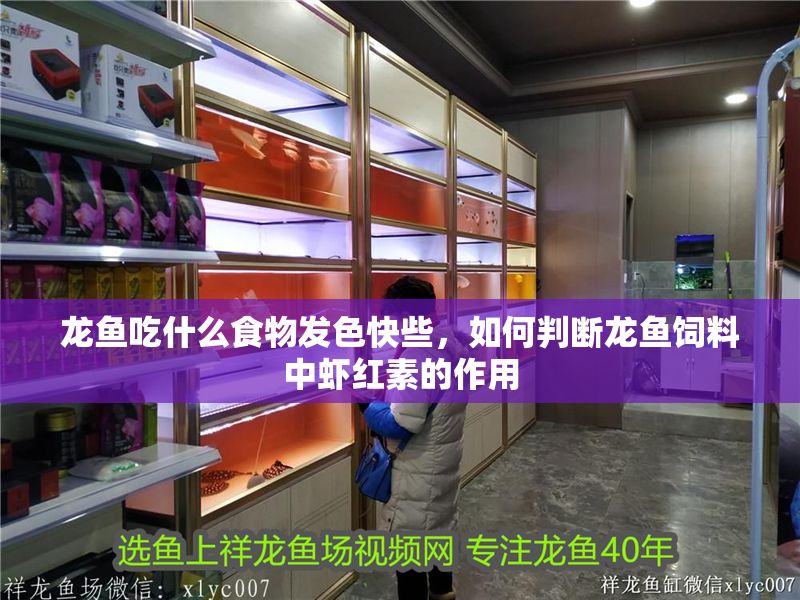 龍魚吃什么食物發色快些，如何判斷龍魚飼料中蝦紅素的作用