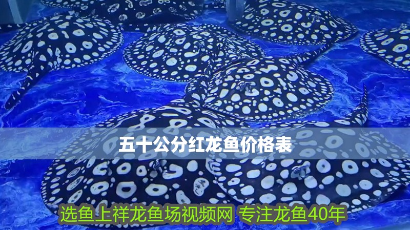 五十公分紅龍魚價格表