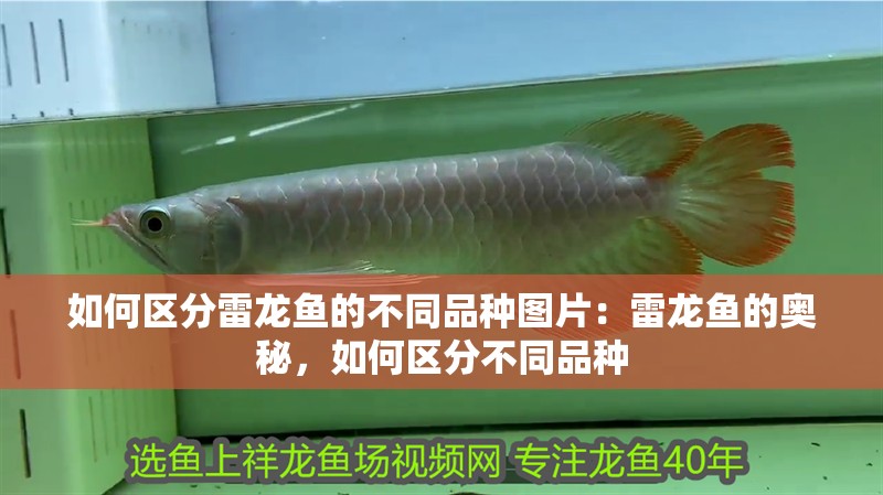 如何區分雷龍魚的不同品種圖片：雷龍魚的奧秘，如何區分不同品種