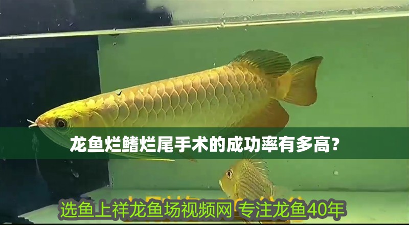 龍魚爛鰭爛尾手術的成功率有多高？