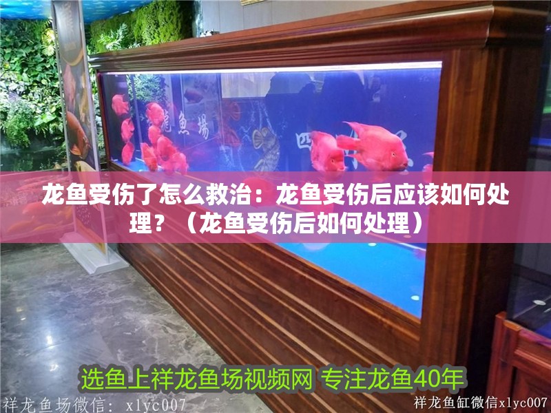 龍魚受傷了怎么救治：龍魚受傷后應該如何處理？（龍魚受傷后如何處理）