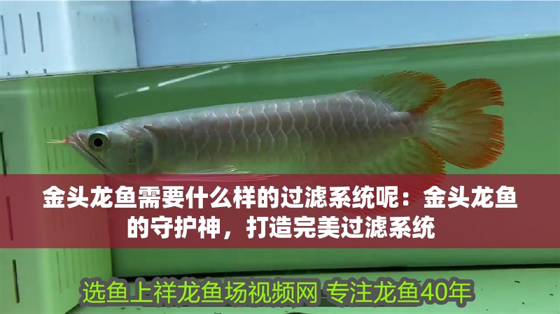 金頭龍魚需要什么樣的過濾系統呢：金頭龍魚的守護神，打造完美過濾系統